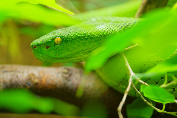 istock Close up White-lipped Green Pit Viper snake (trimeresurus albolabris) in nature 1256055213