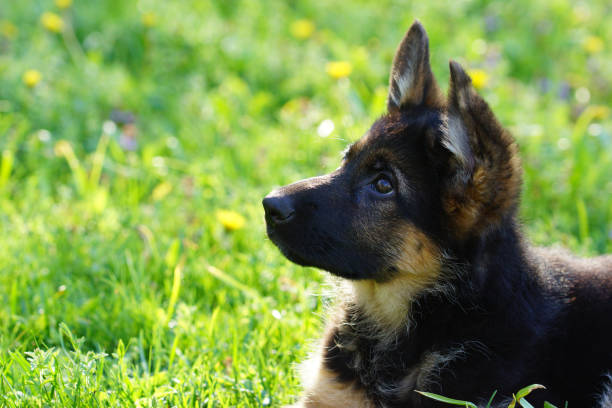 istock Puppy in the garden 1256055324