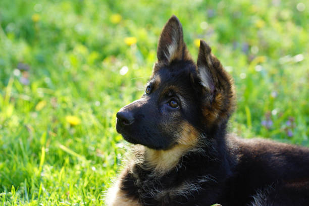 istock Puppy in the garden 1256055339