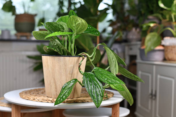 istock Tropical 'Monstera Sp. Peru', also called 'Monstera Karstenianum', houseplant with puckered, iridescent leaves in wooden flower pot on table 1256055404