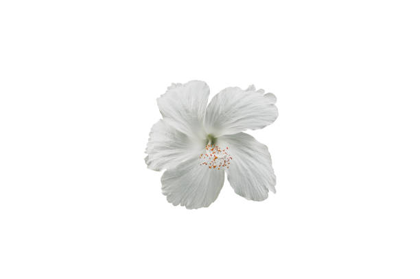 istock White hibiscus flowers with clipping path. 1256055532