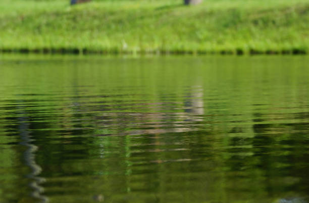 A body of water with trees in the background. Water. Outdoor. Sky. Nature. Lake