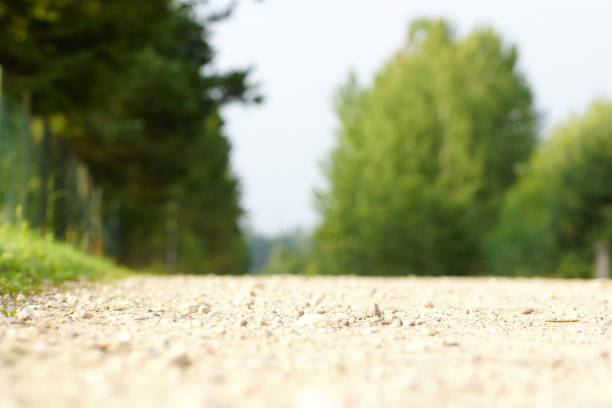 Beautiful road in the forest
