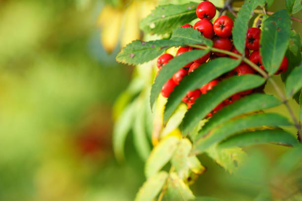 istock Rowan trees in the autumn forest 1256056346