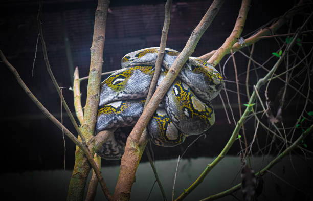 160+ Python Pits Stock Photos, Pictures & Royalty-Free Images - iStock