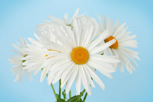 istock Chamomile flowers bouquet 1256058229