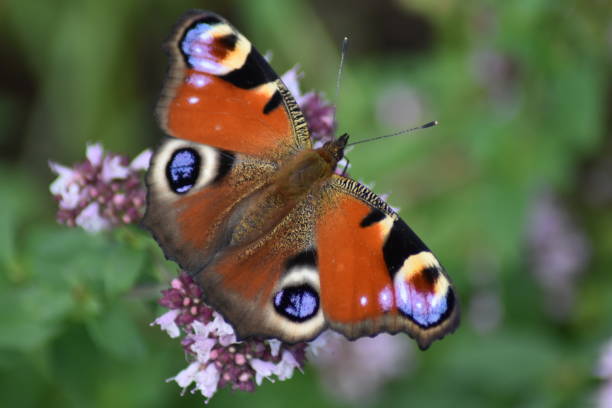 istock Peacock butterfly sitting on a flower in the sun 1256061682