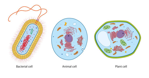 ilustraciones, imágenes clip art, dibujos animados e iconos de stock de tipos de bacterias - animal cell