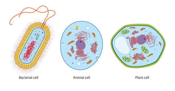 Eukaryotic Cell Stock Photos, Pictures & Royalty-Free Images - iStock