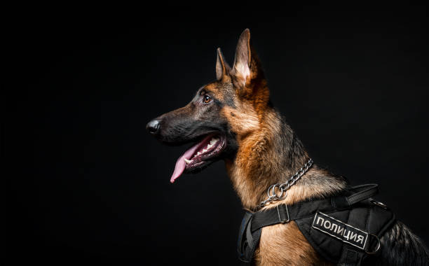 Portrait of a German shepherd police officer. in front of an isolated black background. stock photo