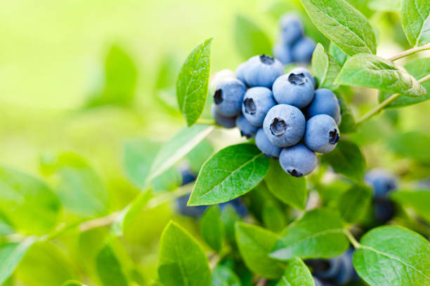 Blueberry. Fresh berries with leaves on branch in a garden. Blueberry. Fresh berries with leaves on branch in a garden. blueberry autumn bush northblue blueberry stock pictures, royalty-free photos & images