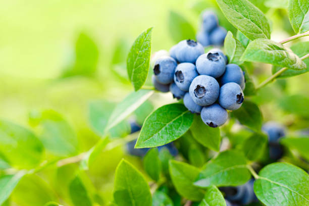 черника. свежие ягоды с листьями на ветке в саду. - blueberry стоковые фото и изображения