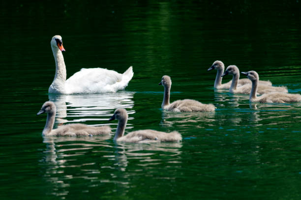 istock Swans on the Adda river at Imbersago 1256067333