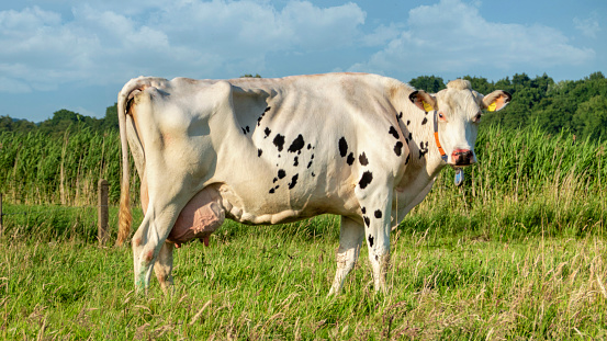 Cows in the farm, closeup of photo