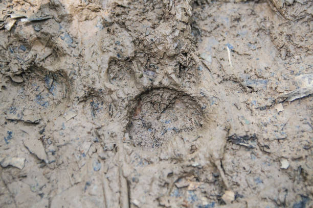 istock Footprint of a wild jaguar, Amazonia 1256068655