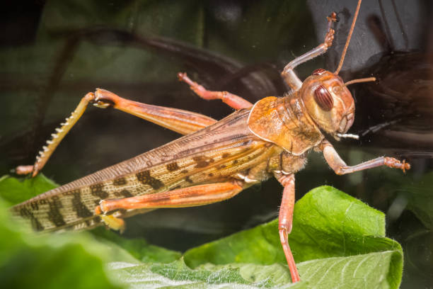 captive desert locust on a plant under glass - locust invasion imagens e fotografias de stock