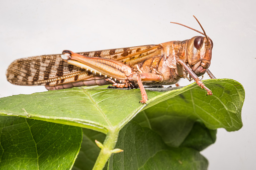A close-up of a desert locust eating a garden plant against a bright white background