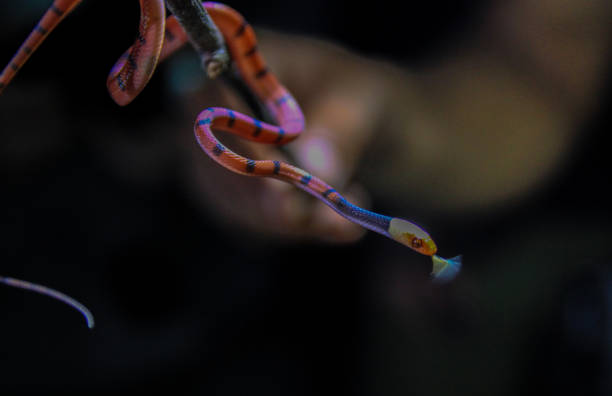 Tiny snake at Cuyabeno Wildlife Reserve, Amazonia, Ecuador
