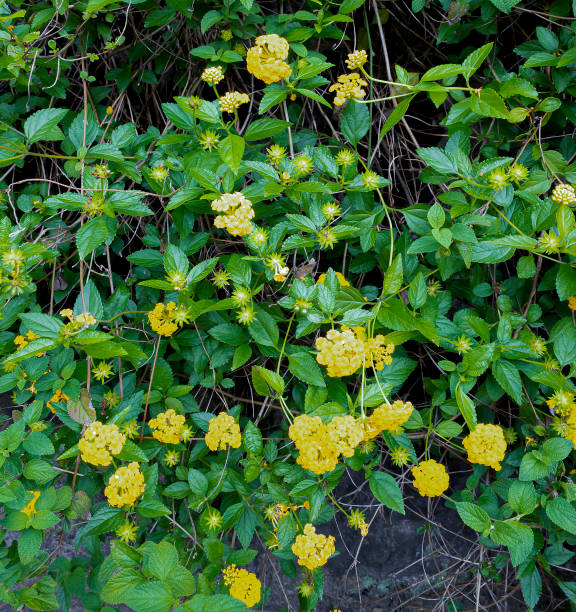 istock Lantanas of the wall surface 1256070440
