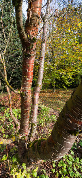 istock Stem and branch of a mahogany cherry 1256070607
