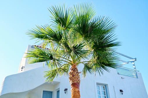 Palm tree plant on site, blue sky background, hotel landscaping.
