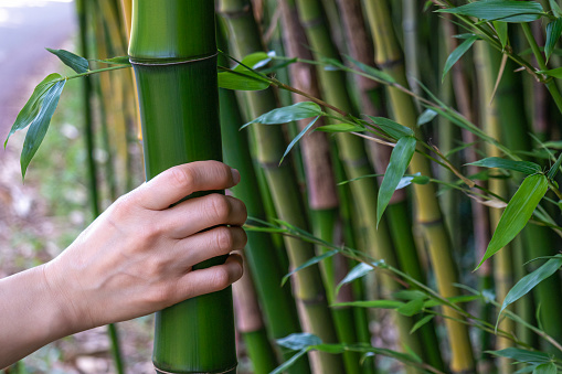 It was filmed holding bamboo tree in dense bamboo forest by hand.