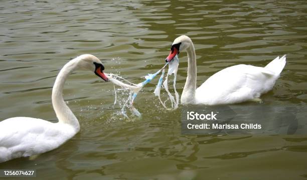 Swans Fighting Over Litter Stock Photo - Download Image Now - Plastic, Animal, Bird