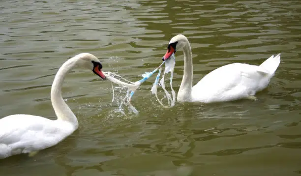 Photo of Swans fighting over litter