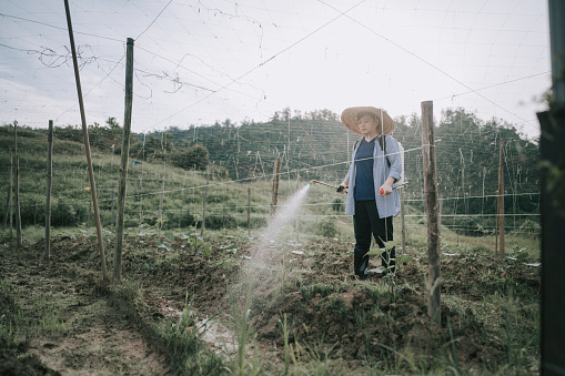 an asian chinese female farmer watering her farm in the morning