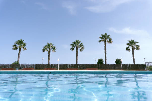 istock Palm trees on the beach seen from a pool. 1256078295