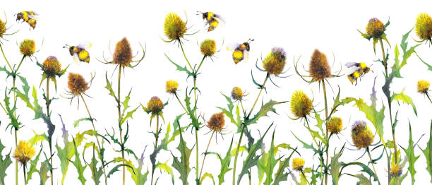 bezszwowy baner z dzikimi roślinami ostu i trzmielami. - bee flower meadow flying stock illustrations