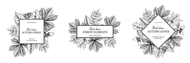 illustrazioni stock, clip art, cartoni animati e icone di tendenza di set di cornici botaniche autunnali disegnate a mano con foglie cadenti. illustrazione vettoriale in stile schizzo isolata su bianco. elementi di progettazione della foresta realistici spazio per il testo - chestnut autumn september leaf