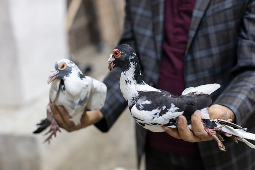 Man Holding Pigeon on Hands