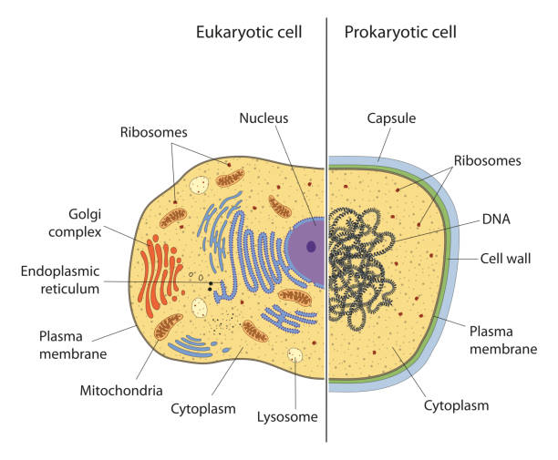 Celula Eucariota - Banco de fotos e imágenes de stock - iStock