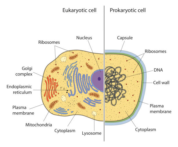 Prokaryotic and Eukaryotic cells Differences in structure between prokaryotic and eukaryotic cells endoplasmic reticulum stock illustrations