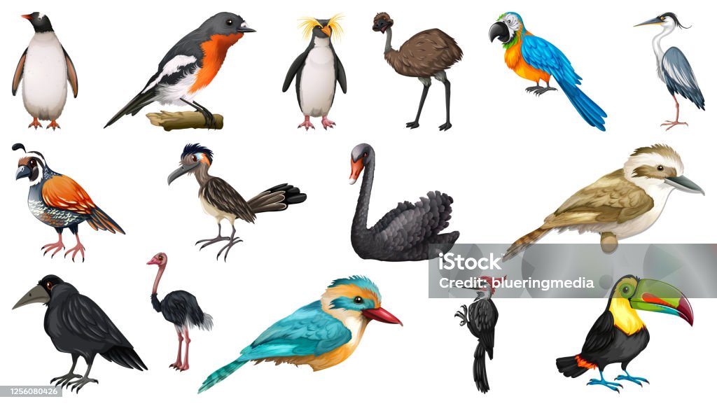 Ilustración de Conjunto De Diferentes Pájaros Estilo De Dibujos Animados Aislado En Fondo Blanco y más Vectores Libres de Derechos de Animal - iStock Ilustración de Conjunto De Diferentes Pájaros Estilo De Dibujos Animados Aislado En Fondo Blanco y más Vectores Libres de Derechos de Animal - iStock