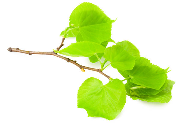 istock Linden leaves isolated on a white background 1256081222