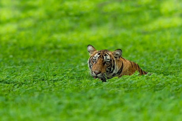 tigre salvaje en un día lluvioso en bosque verde natural durante la temporada de monzones safari en el parque nacional ranthambore o tigre reserva rajasthan india - rain monsoon rainforest storm fotografías e imágenes de stock