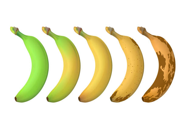 уровни спелости банановых фруктов от зеленого недозрелого до коричневого гнилого. векторный набор, изолированный на белом фоне - white background freshness variation brown stock illustrations