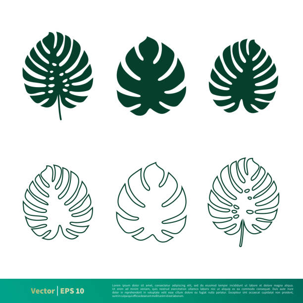 ilustrações, clipart, desenhos animados e ícones de definir monstera deliciosa folha logotipo vector template design de ilustração. vetor eps 10. - cheese plant