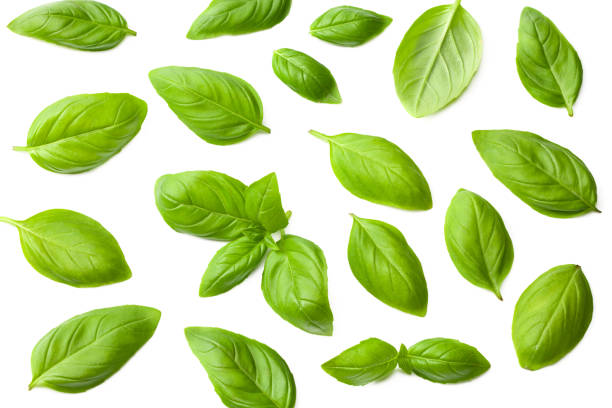 istock basil leaves isolated on a white background. top view 1256081577
