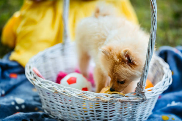 pomorski szczeniak w koszu piknikowym - puppy dog toy outdoors zdjęcia i obrazy z banku zdjęć