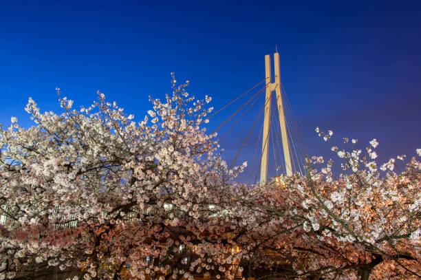 istock The dawn sky, a suspension bridge and cherry blossoms 1256083253