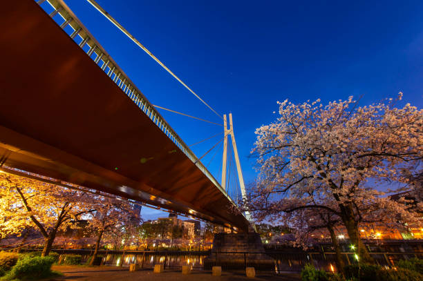 istock A huge suspension bridge and cherry blossoms 1256083256