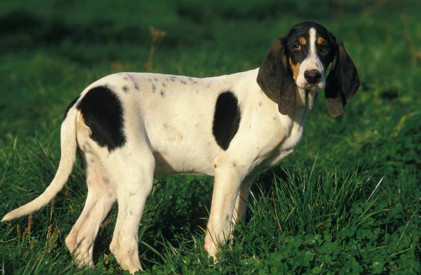 istock Ariegeois Hound, Dog standing on Grass 1256084480