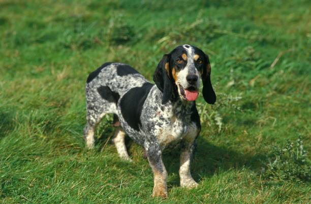 Gascony Blue Basset or Basset Bleu de Gascogne, Dog standing on Grass Gascony Blue Basset or Basset Bleu de Gascogne, Dog standing on Grass Basset Bleu de Gascogne stock pictures, royalty-free photos & images