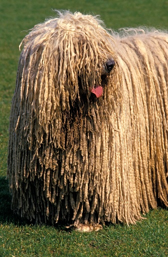 Komondor Dog standing on Grass