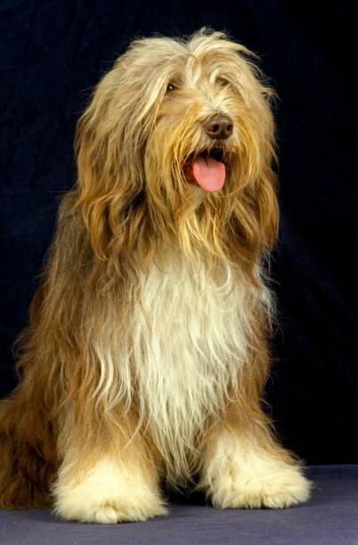 istock Bearded Collie Dog sitting against black Background 1256084513