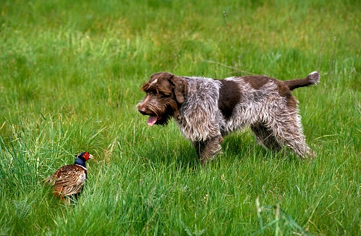 Korthal Dog or Wire-Haired Griffon Dog hunting Common Pheasant