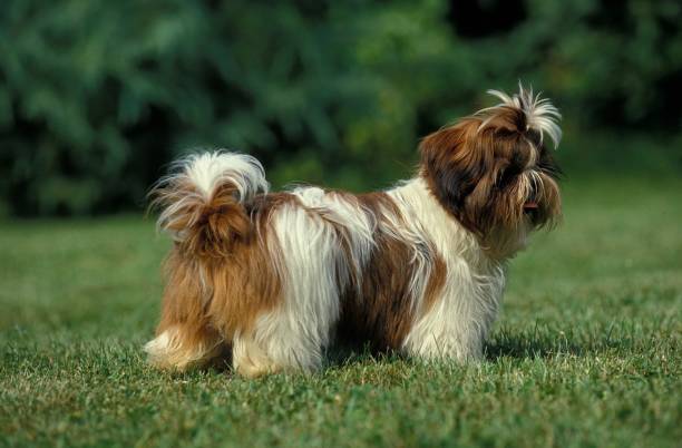 istock Shi Tzu Dog, Pup standing on Grass 1256084525